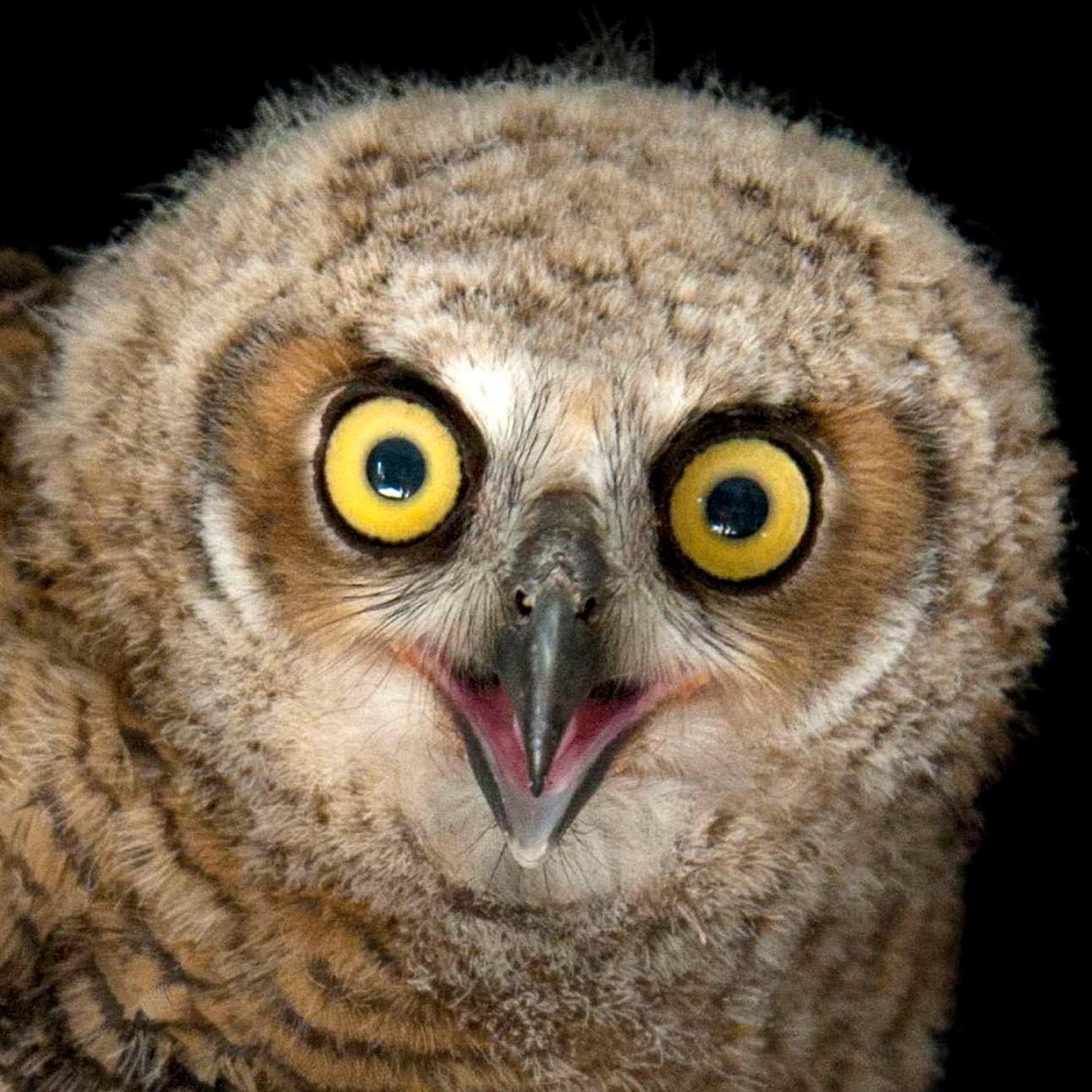 Owl Court OKC
